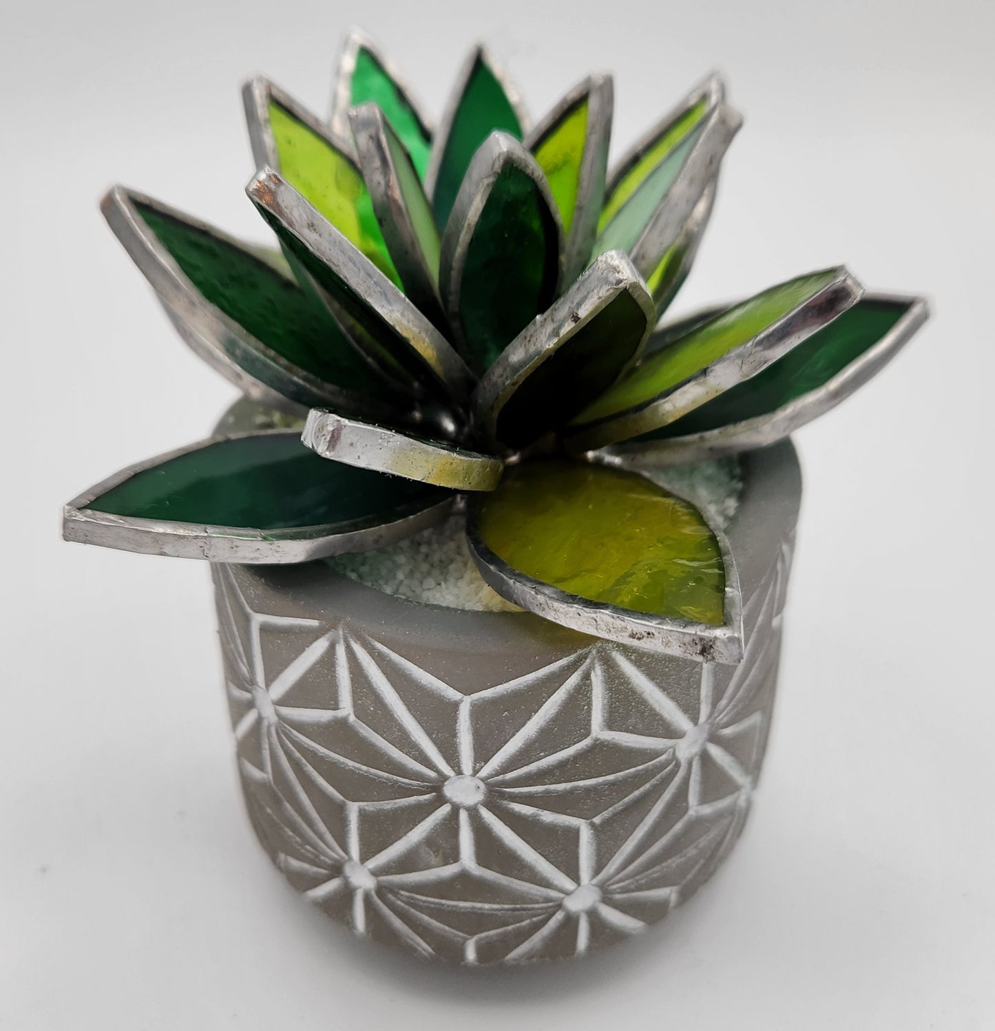 Green Succulent in Grey Pot