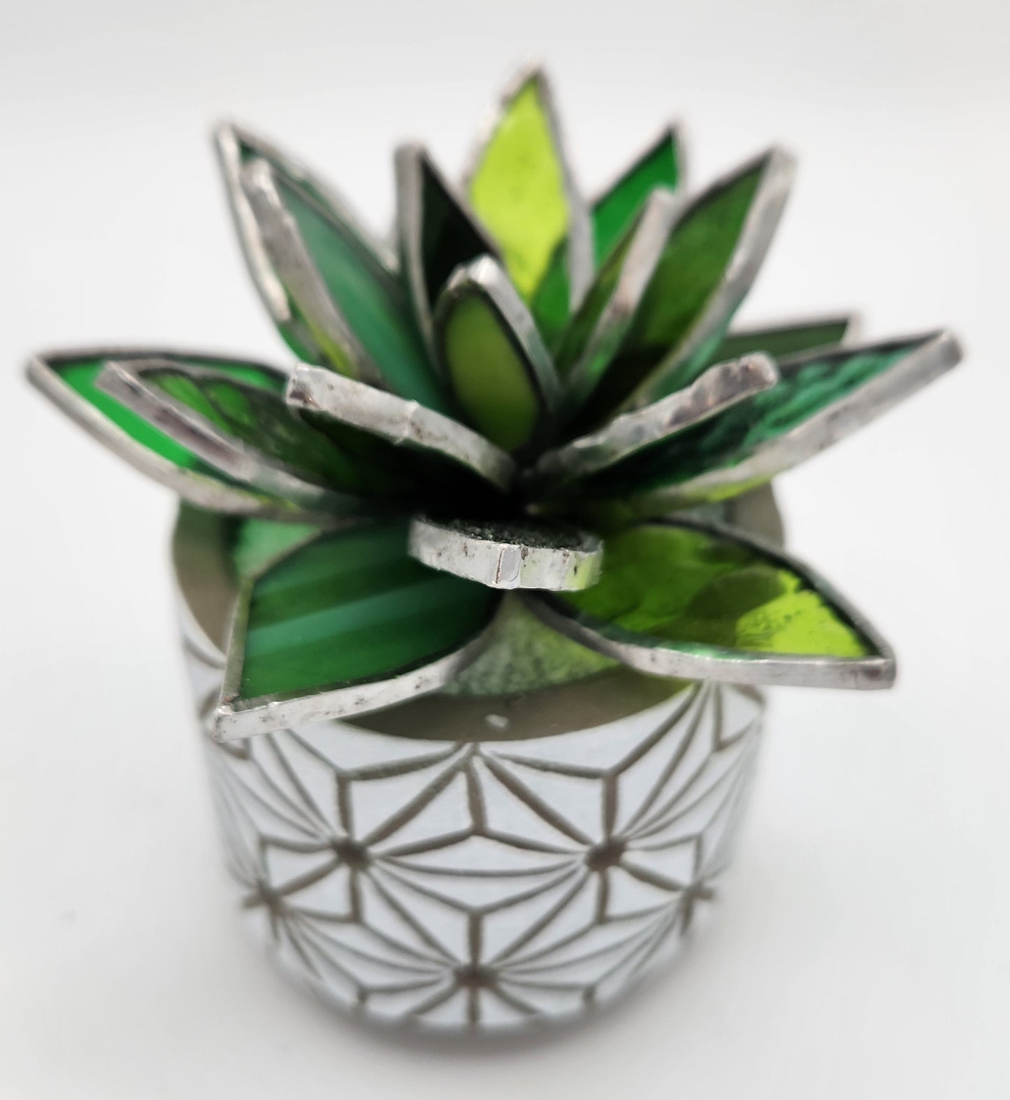Green Succulent in White Pot