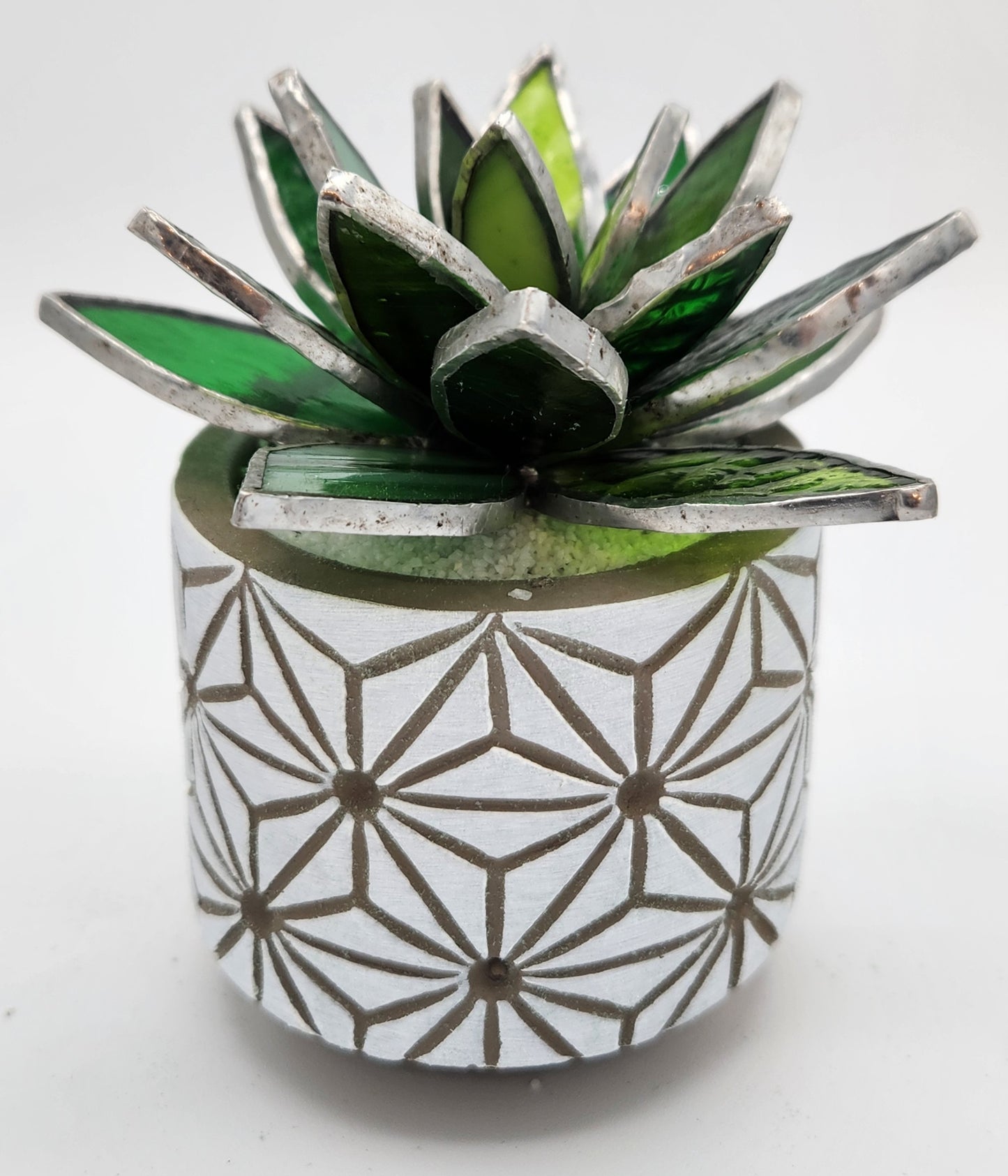 Green Succulent in White Pot
