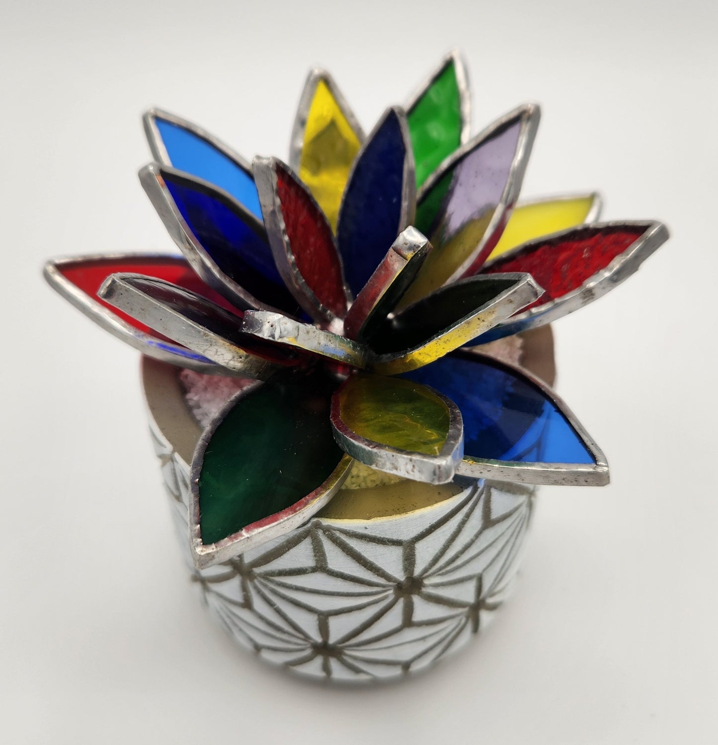 Rainbow Succulent in a White Pot