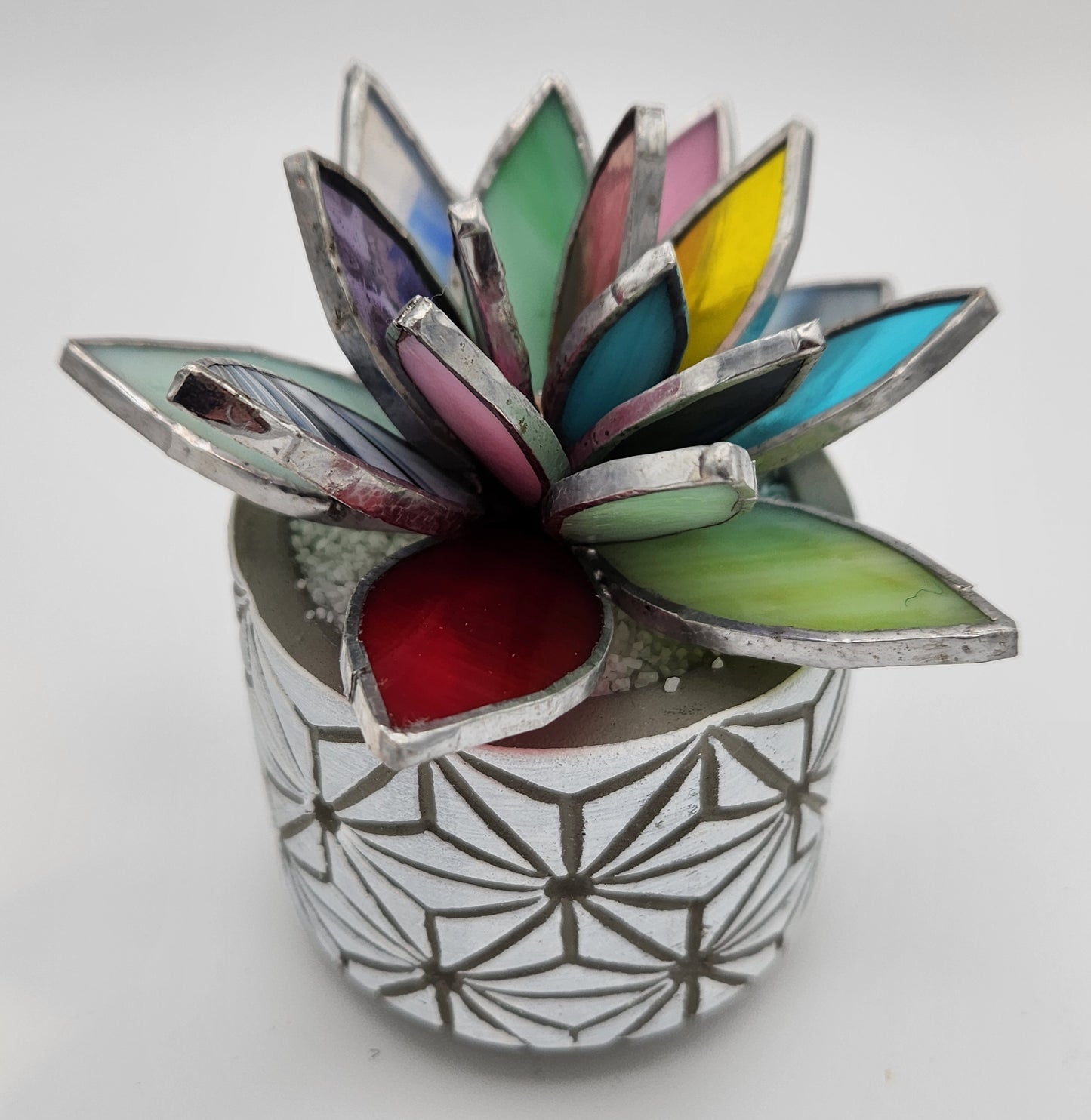 Multi-Colored Succulent