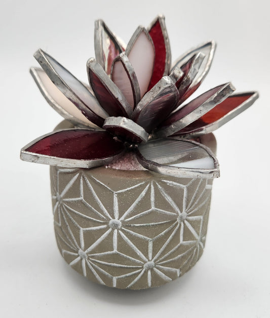 Red and White Succulent in Grey Pot