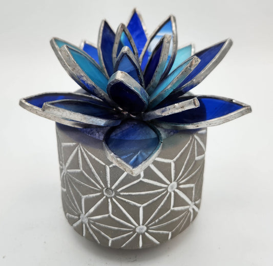 Blue Succulent in a Grey Pot