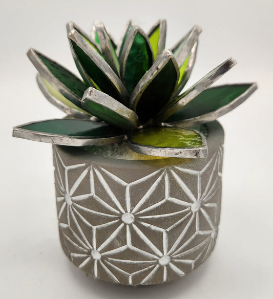 Green Succulent in Grey Pot