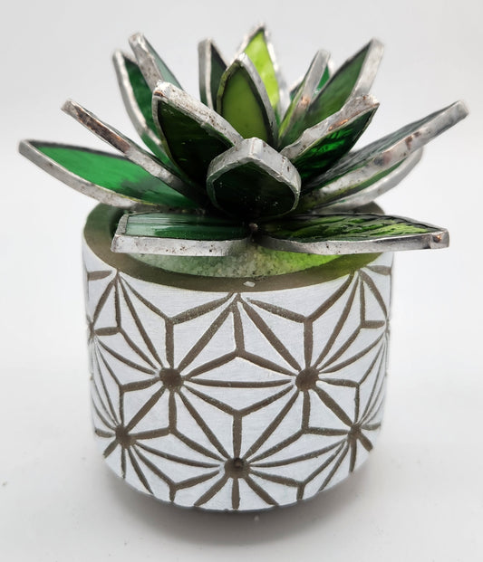 Green Succulent in White Pot