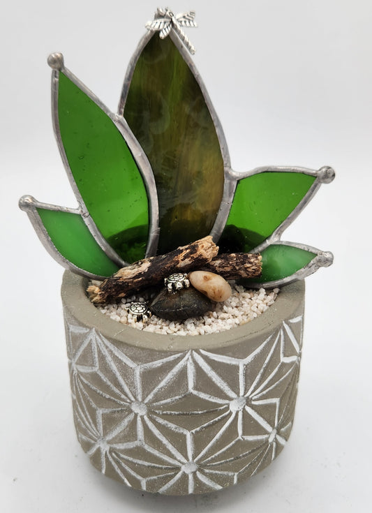 Fanned Cactus in Grey Pot