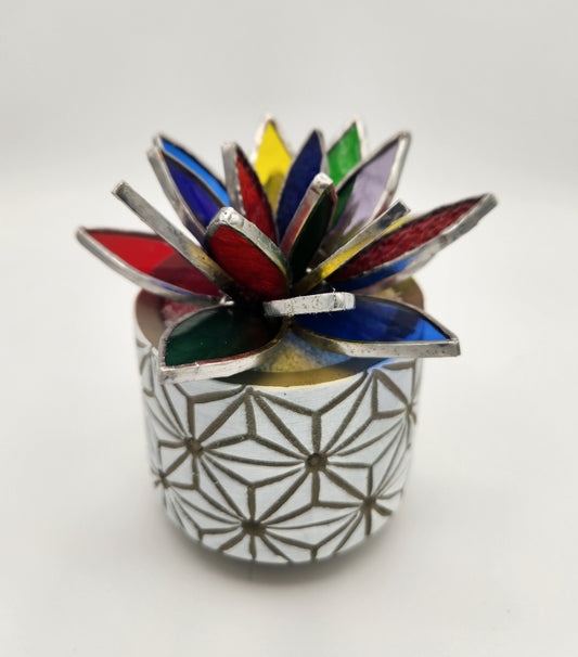 Rainbow Succulent in a White Pot