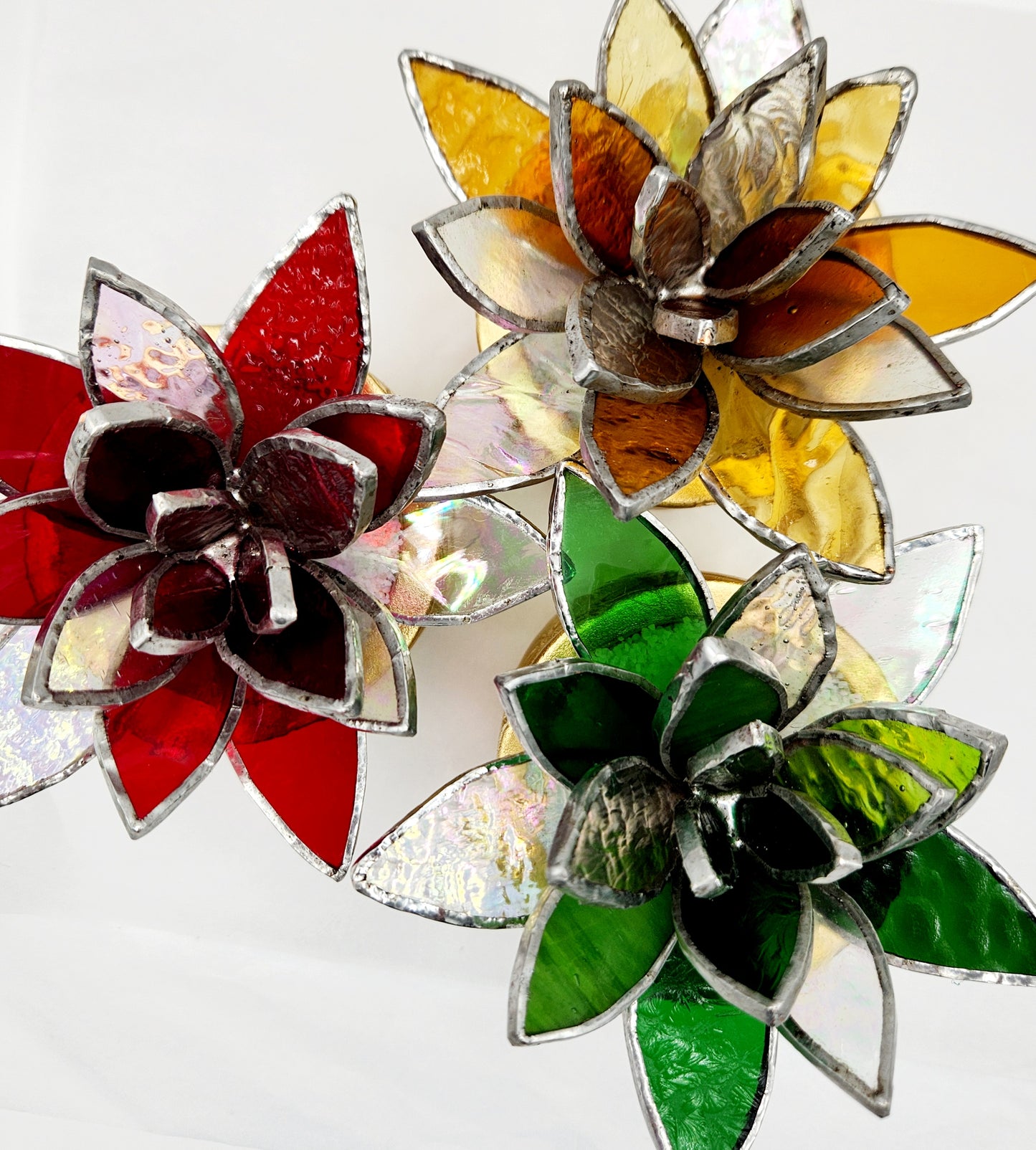 Holiday Lotus Succulents