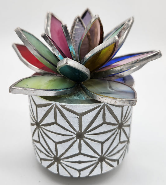 Multi-Colored Succulent