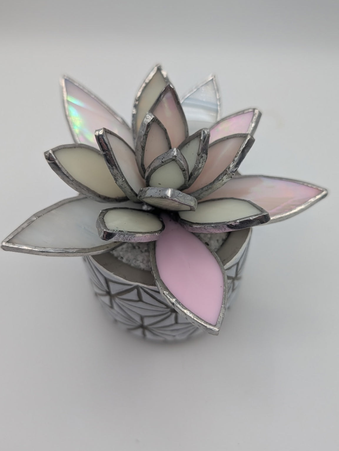 Pink and White in White Pot
