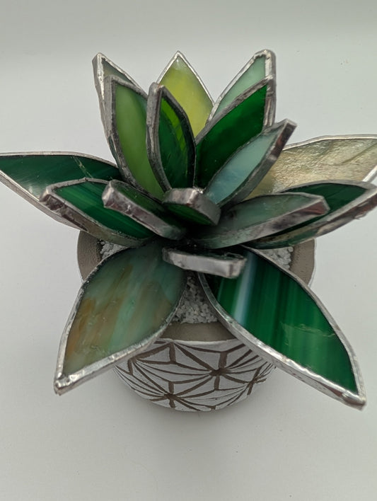 Green in White Pot
