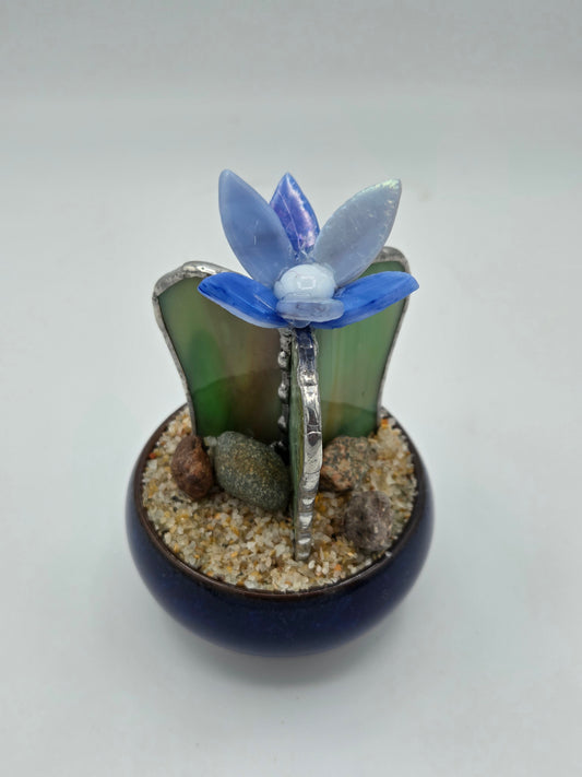 Cactus with Blue Flower in Blue Pot